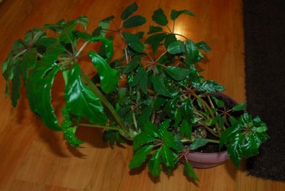 Begonia213 028yy.jpg