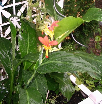 hedychium1.jpg