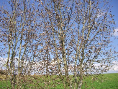 CIMG1526 - Kopie.JPG