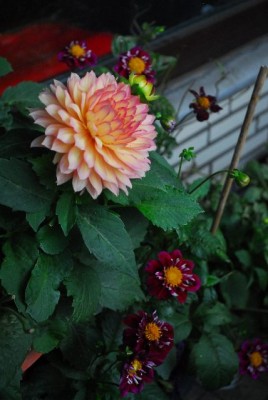 Balkon213 17244yy.jpg