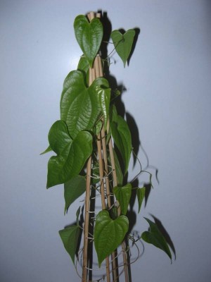 Dioscorea mexicana_130829_02.jpg