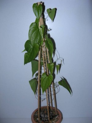 Dioscorea mexicana_130829_01.jpg