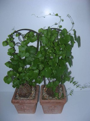 Dioscorea elephantipes_130905.JPG