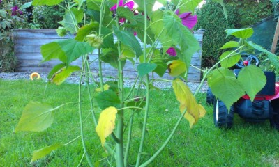 IMAG0445.jpg