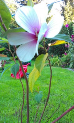 IMAG0444.jpg