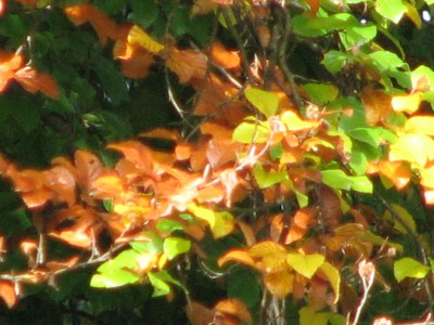 IMG_0020.JPG