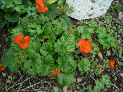 Geum c..JPG