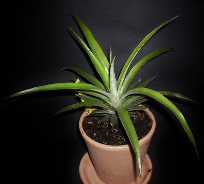 Ananas nanus 10.09.213 (800x724).jpg