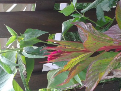 2013-09-08 16.50.13.jpg