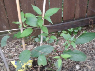 2013-09-08 19.13.16.jpg