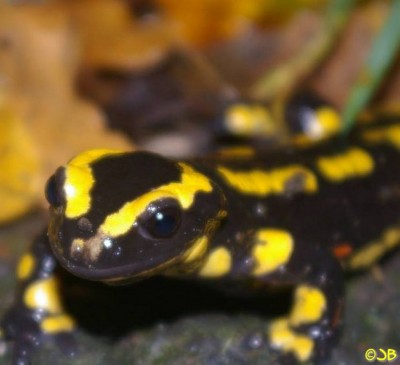 Feuersalamander Großansichtk.jpg