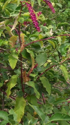 DSCF0040.JPG