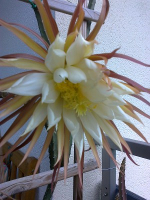 Selenicereus grandiflourus.jpg