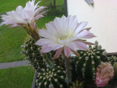Foto0079.jpg