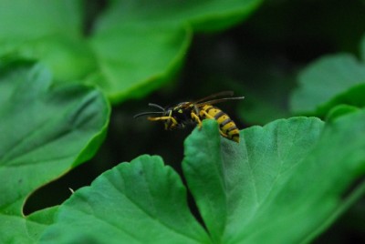 Balkon213 17255yy.jpg