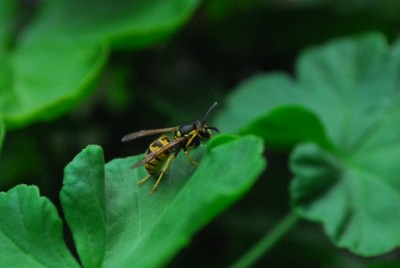 Balkon213 17253yy.jpg