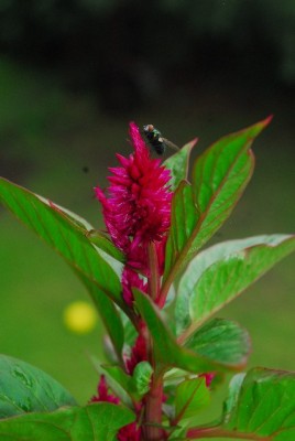 Balkon213 17248yy.jpg