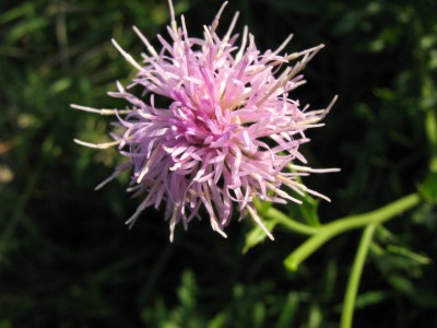 IMG_3023 Distelblüte.JPG