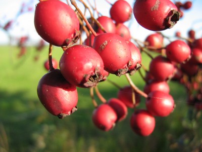 IMG_3012 rote Früchte 3.JPG