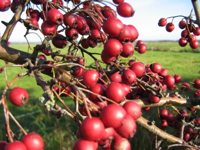 IMG_3011 rote Früchte 2.JPG