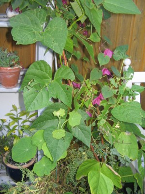 September 2013 005.JPG