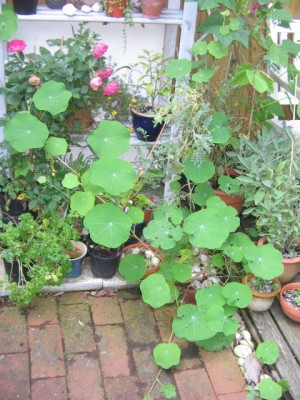 September 2013 004.JPG