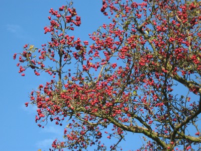 IMG_3007 rote Früchte 1.JPG