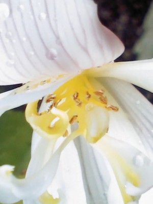 IMG370.JPG