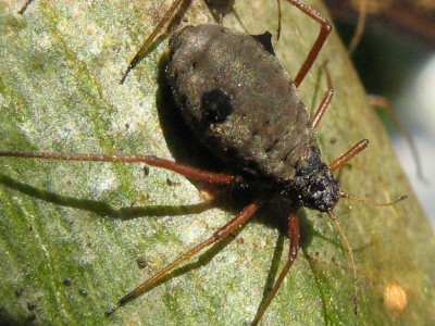 3044a Monsterläuse 3.jpg