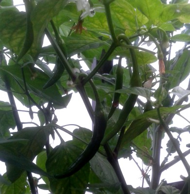 Chili2.jpg