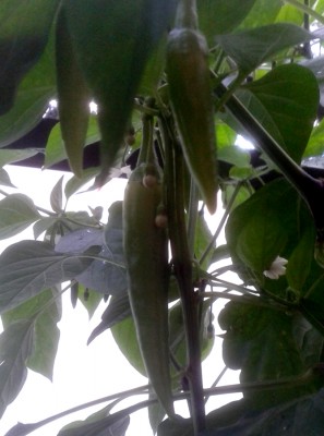 Chili1.jpg