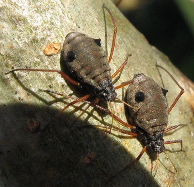 3043a Monsterläuse 2.jpg