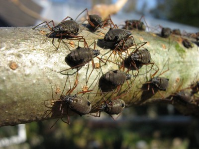 IMG_3040 Monsterläuse 1.JPG