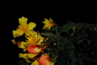 Balkon213 17267yy.jpg