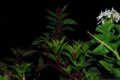 Balkon213 17266yy.jpg