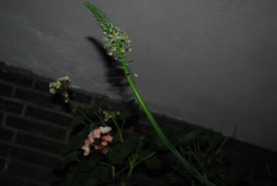 Balkon213 17263yy.jpg