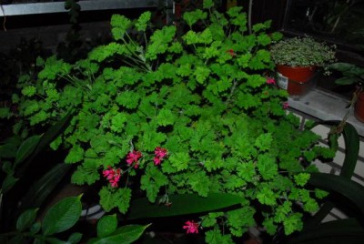 Balkon213 17261yy.jpg