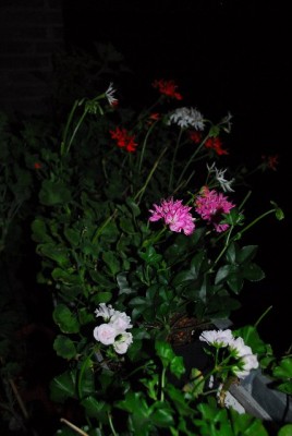 Balkon213 17258yy.jpg