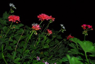 Balkon213 17257yy.jpg