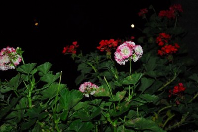 Balkon213 17256yy.jpg