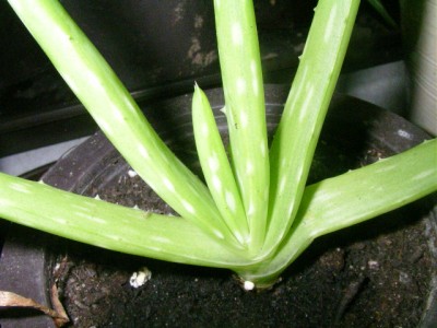 Aloe vera 002.JPG