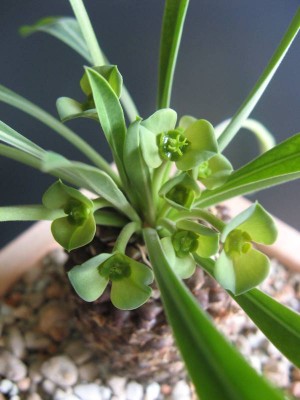 Euphorbia bupleurifolia_130815_02.JPG