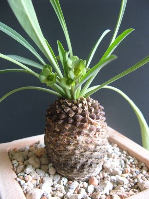 Euphorbia bupleurifolia_130815_01.JPG