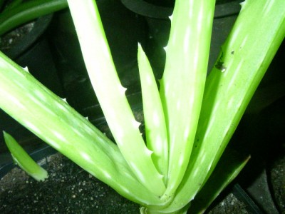 Aloe vera 001.JPG