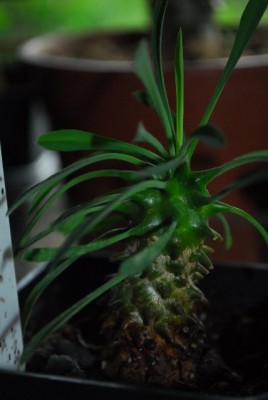 Euphorbia213 001yy.jpg