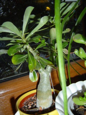 Adenium geköpft.jpg