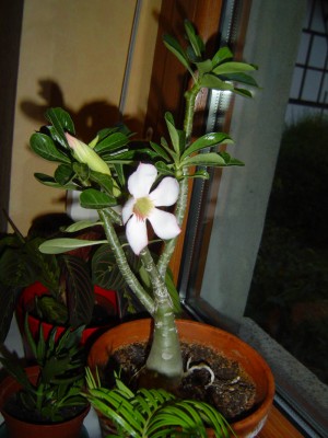 Adenium hell.jpg