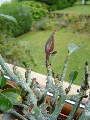 Samenstand Adenium.jpg
