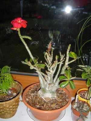 Adenium rot.jpg