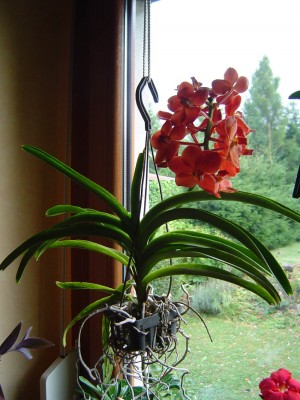 Vandablüte Ascocenda.jpg